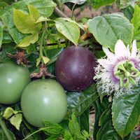 La planta que crece silenciosamente en tu jardín y que esconde uno de los frutos más deliciosos
