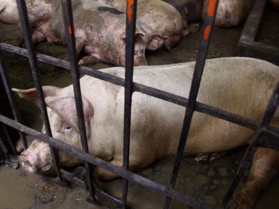 Hidalgo se convierte en el primer estado en dar protección a animales en granjas