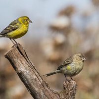 Cuál es el verdadero significado de que un canario aparezca de sorpresa en tu casa