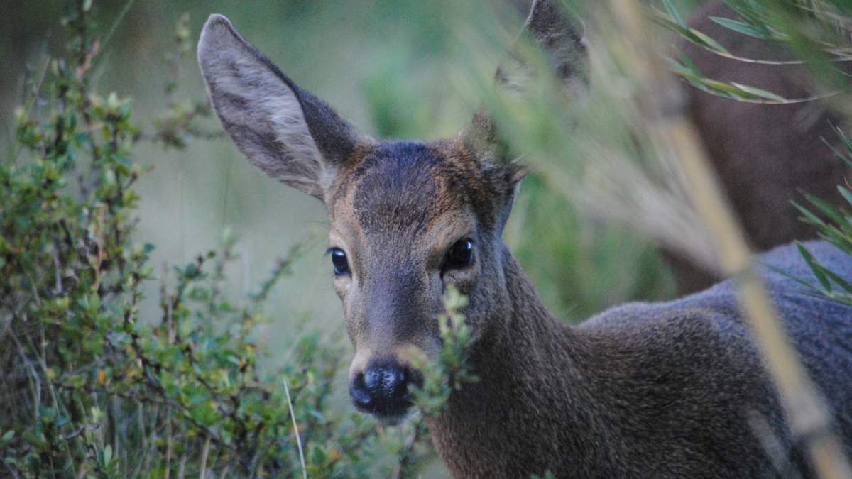 Huemul en su hábitat. Fuente: (Fundación Huilo Huilo)