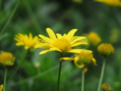 El arbusto apto para principiantes que regala flores hermosas todo el año y es perfecto para decorar veredas o jardines