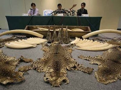 Tráfico de especies… hasta por internet