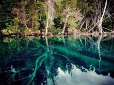 Visita obligada: un bosque sumergido en un lago del sur