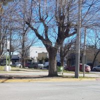 Jóvenes vandalizaron comercios del Casco Viejo de Centenario
