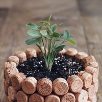 Si sos de los que tiran el corcho de las botellas, te estás perdiendo el truco más fácil para que tus plantas crezcan fuertes y sanas