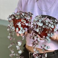 La planta colgante cuyas hojas en forma de corazón almacenan agua: en qué lugar de la casa ubicarla