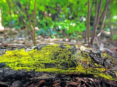 Blob: el extraño organismo unicelular que vive en los bosques de Bariloche