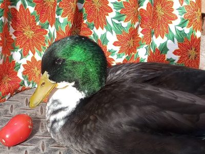 Pese al pedido de la gente, pato Juan no volverá al Centro