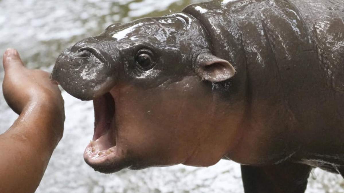 La bebé hipopótama de dos meses, Moo Deng, juega con un cuidador en el zoológico Khao Kheow en la provincia de Chonburi, Tailandia