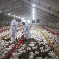 FAO insta a actuar de inmediato ante las nuevas variantes de la gripe aviar