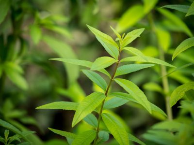Seguro no lo sabías: el yuyo que probablemente crece en tu jardín y que es muy valioso