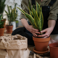 Las señales que tenés que detectar para cambiar rápidamente a tu planta de maceta