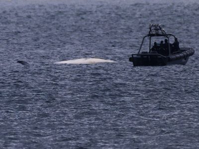 Hong Kong promete medidas tras muerte de ballena