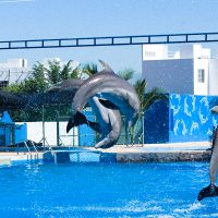 El Partido Verde va ahora contra los delfinarios