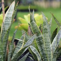 4 razones por las que tenés que colocar una planta de Sansevieria en tu pieza