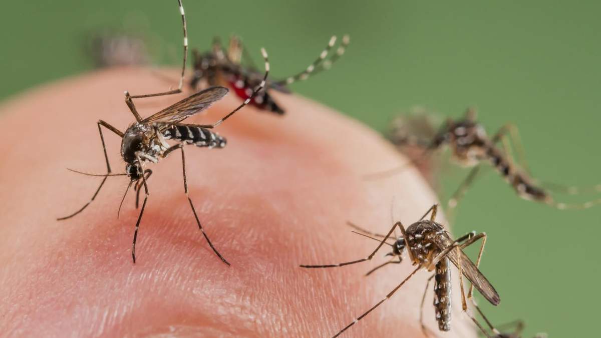 Mosquitos. Fuente: (Instagram)