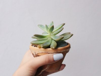 Suculentas: cómo es el truco más fácil para reproducir estas plantas, según los expertos