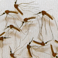 Dengue: un mosquito que es vector de un sinnúmero de enfermedades