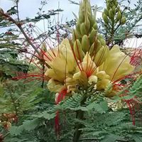 El arbusto nativo de hermosas flores rojas que atrae abejas, colibríes y mariposas a tu jardín