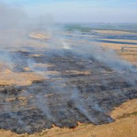 Incendio en el delta del Paraná: ya se quemaron 90 mil hectáreas