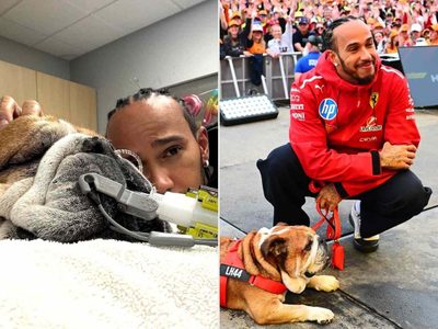 Qué le pasa al perro de Lewis Hamilton y por qué abandonó las pruebas TPC