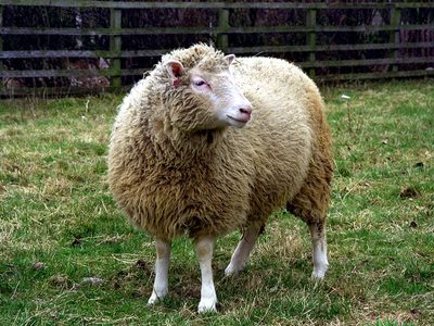 Se cumplen 26 años de la oveja Dolly, primer mamífero clonado