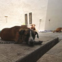Defensora de animales denuncia que 27 perros han muerto envenenados en colonia de Salamanca