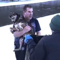 Graban en video dramático rescate de perro de un río helado