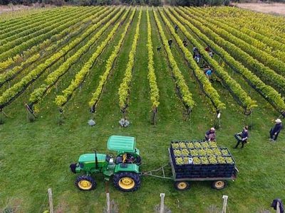 Vinos frescos y aromáticos en la Cordillera austral