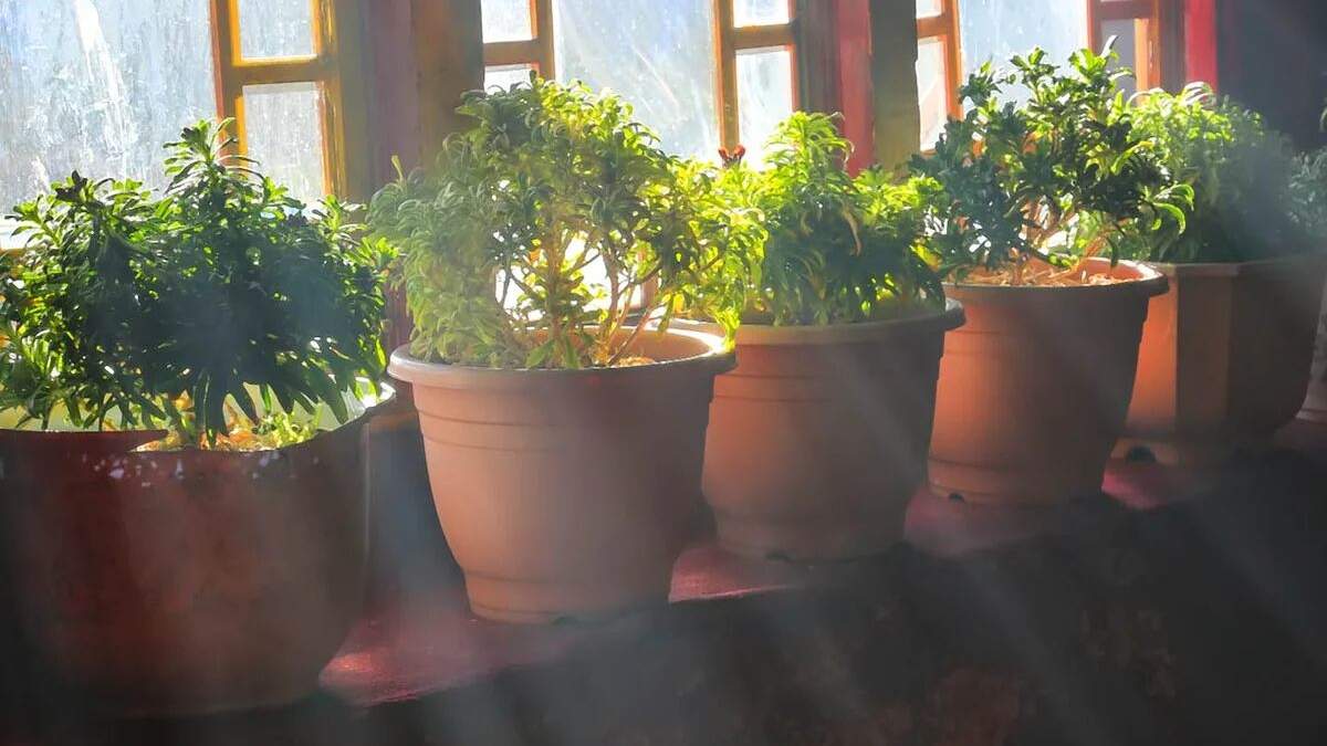 Plantas. Fuente: (X)