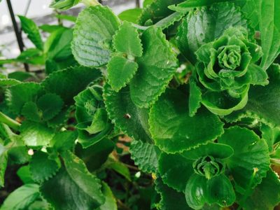 La planta extremadamente común que quizá no sabés que es así de valiosa para curar tus uñas