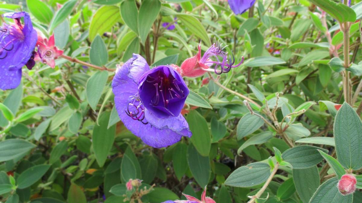 Tibouchina. Fuente: (Instagram)