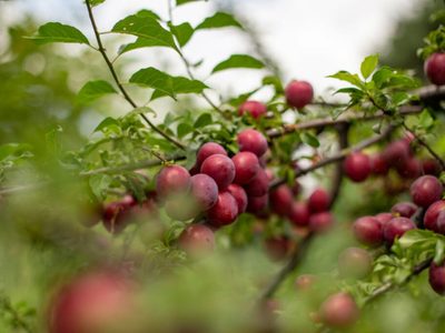 Tené tu propio árbol de ciruelas: cómo germinarlas de forma fácil y efectiva con este tip de los expertos