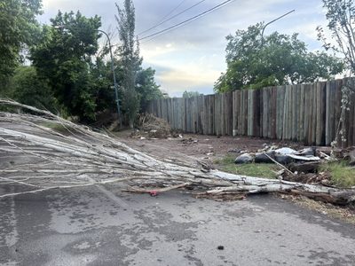 Árboles caídos y casas anegadas: el balance de la tormenta en Mendoza