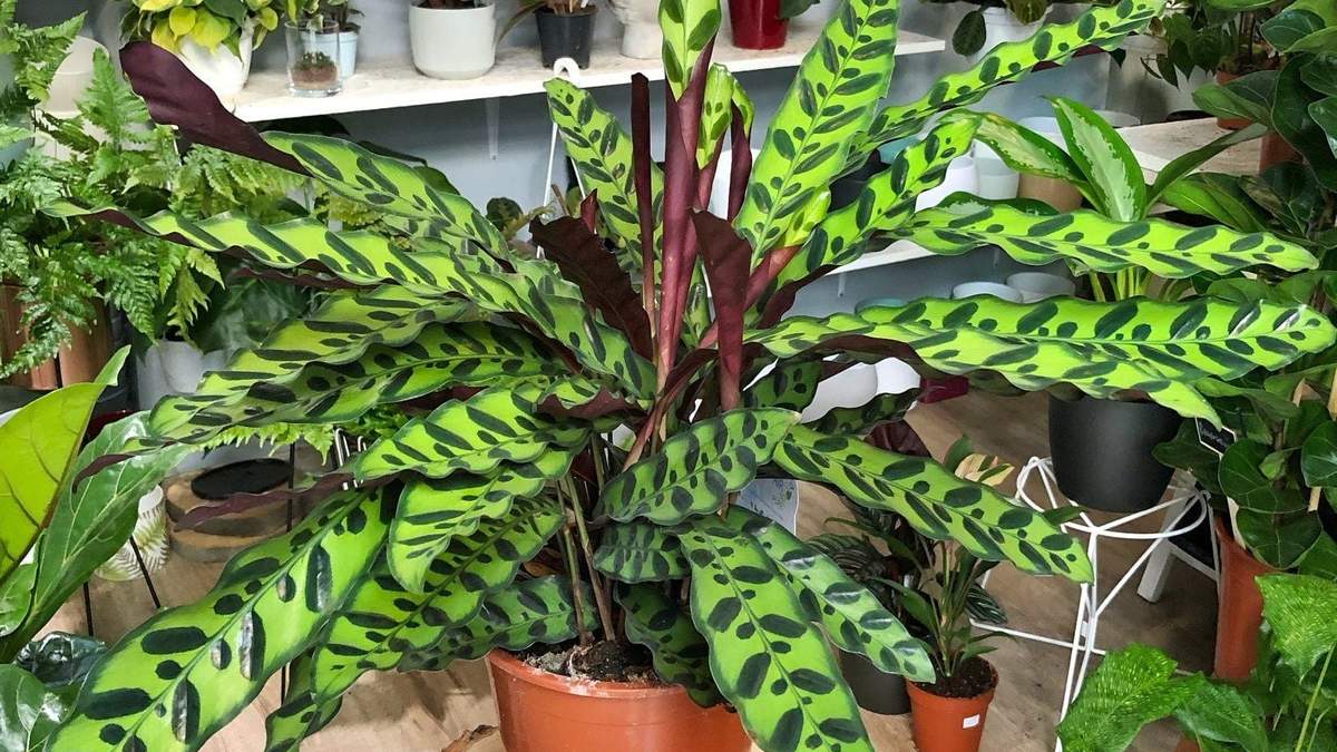 Plantas. Fuente: (Instagram)
