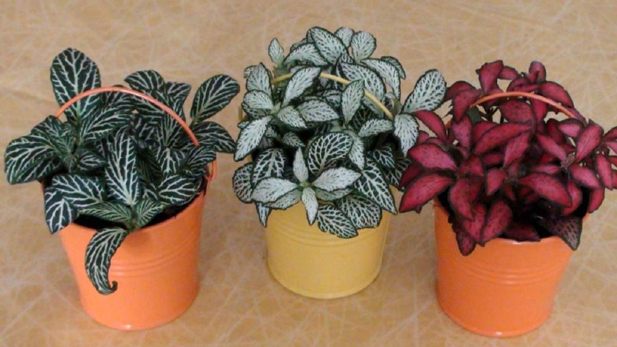 Plantas de interior. Fuente: (X)