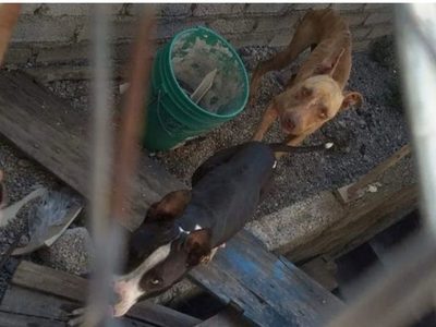 Ayuntamiento de Tlapa obliga a exdueño de dos perros maltratados a pagar sus gastos médicos