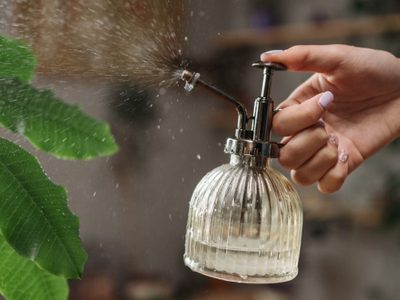 Adiós a las hormigas y plagas: eliminalas de tus plantas con solo 2 productos de tu cocina