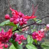 La planta que crece rapidísimo y regala flores hermosas con solo dos ingredientes naturales