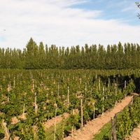 Bodega rionegrina apunta al enoturismo