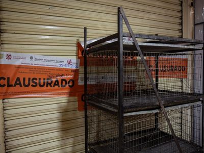 Llaman a reforzar la vigilancia en el Mercado de Sonora contra la venta ilegal de animales