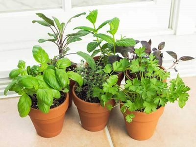 De la verdulería a tu living: la planta que brota sola y que es perfecta para decorar cualquier rincón de tu hogar