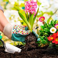 Mantené tus plantas llenas de flores en verano, con 3 trucos caseros muy sencillos