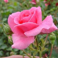 La planta de hermosas y llamativas flores, que nunca se enferma y que vas a querer tener en tu jardín