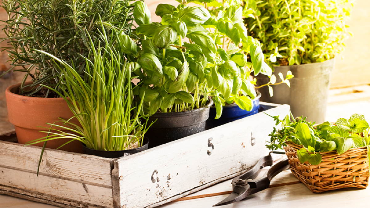 Plantas. Fuente: (X)