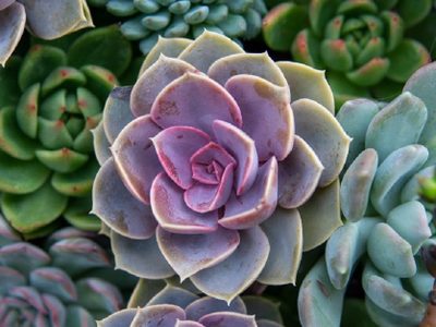4 suculentas que cambian de color en Invierno y le dan un toque bellísimo a tu jardín