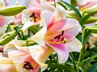 Las plantas que nacen solas, resisten lo que sea y dan las flores más hermosas, similares a las orquídeas
