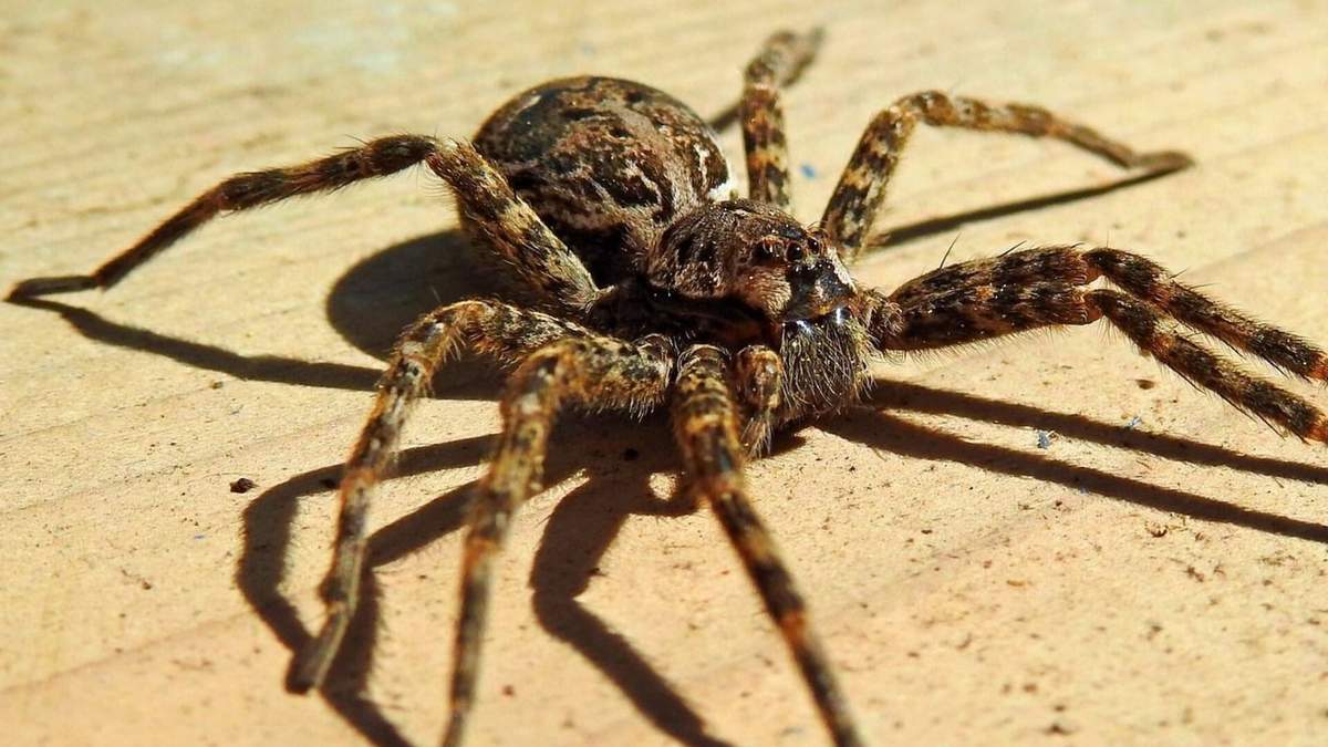 Araña. Fuente: (Google)