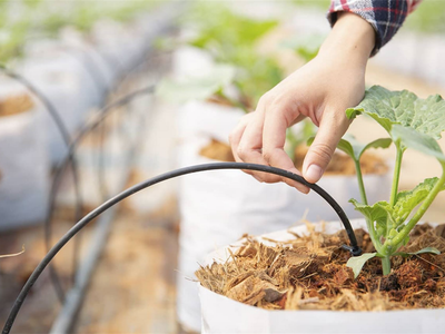No tires las botellas de plástico: convertilas en regadores para tus plantas y olvidate de regar