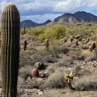 Indígena tsotsil de Chiapas desapareció esta semana en el desierto de Arizona